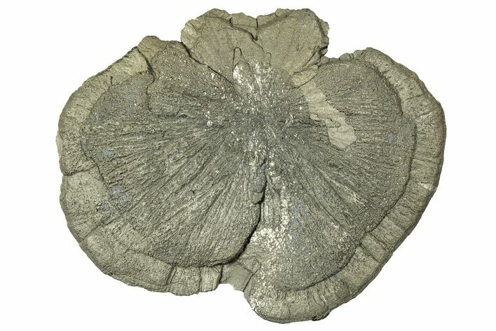 Pyrite Sun - Sparta, Illinois #315971
